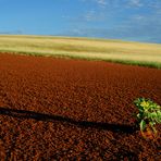 Namibia 2011 – Starke Regenfälle oder blühende Wüste