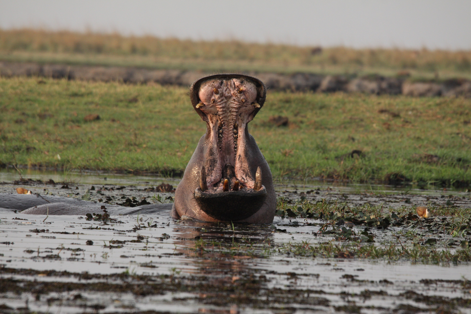 Namibia 2016 - Grosse Klappe