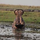 Namibia 2016 - Grosse Klappe