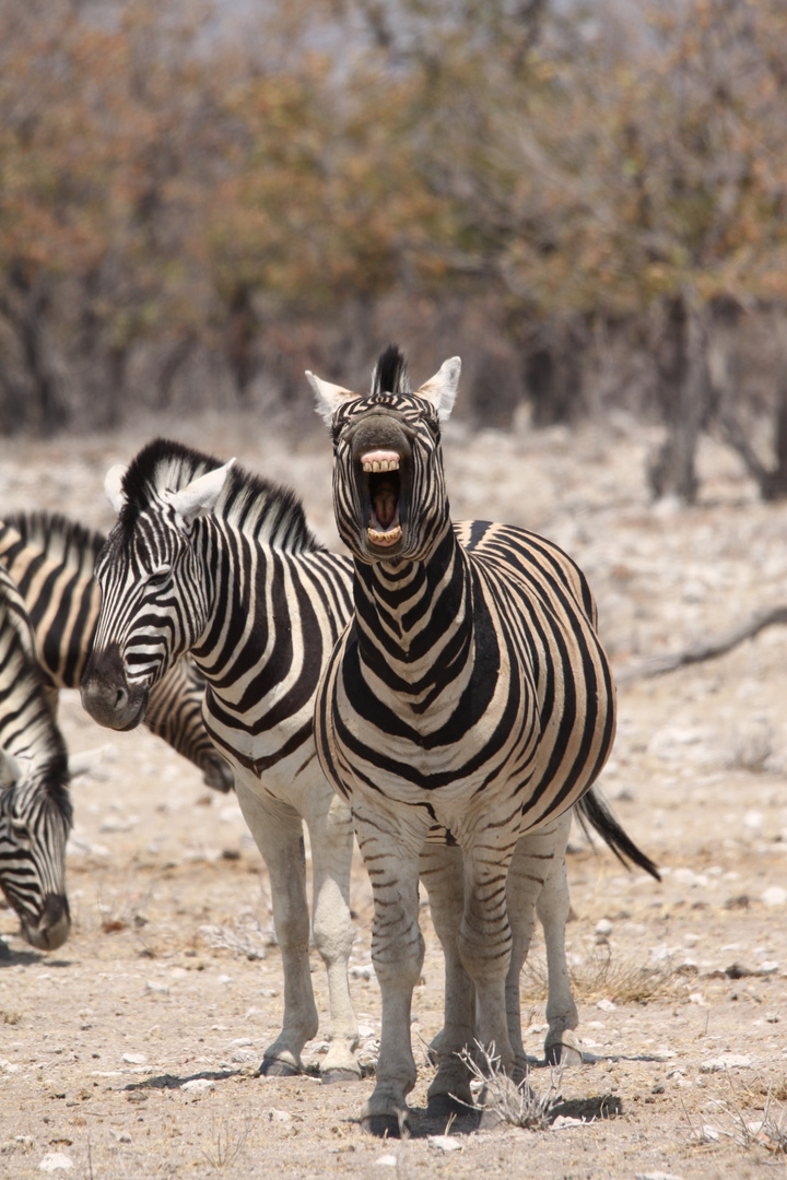 Namibia 2016 - Ich bin ein altes Zirkuspferd ...