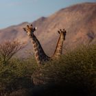 Namibia 2017 - IMG_2638