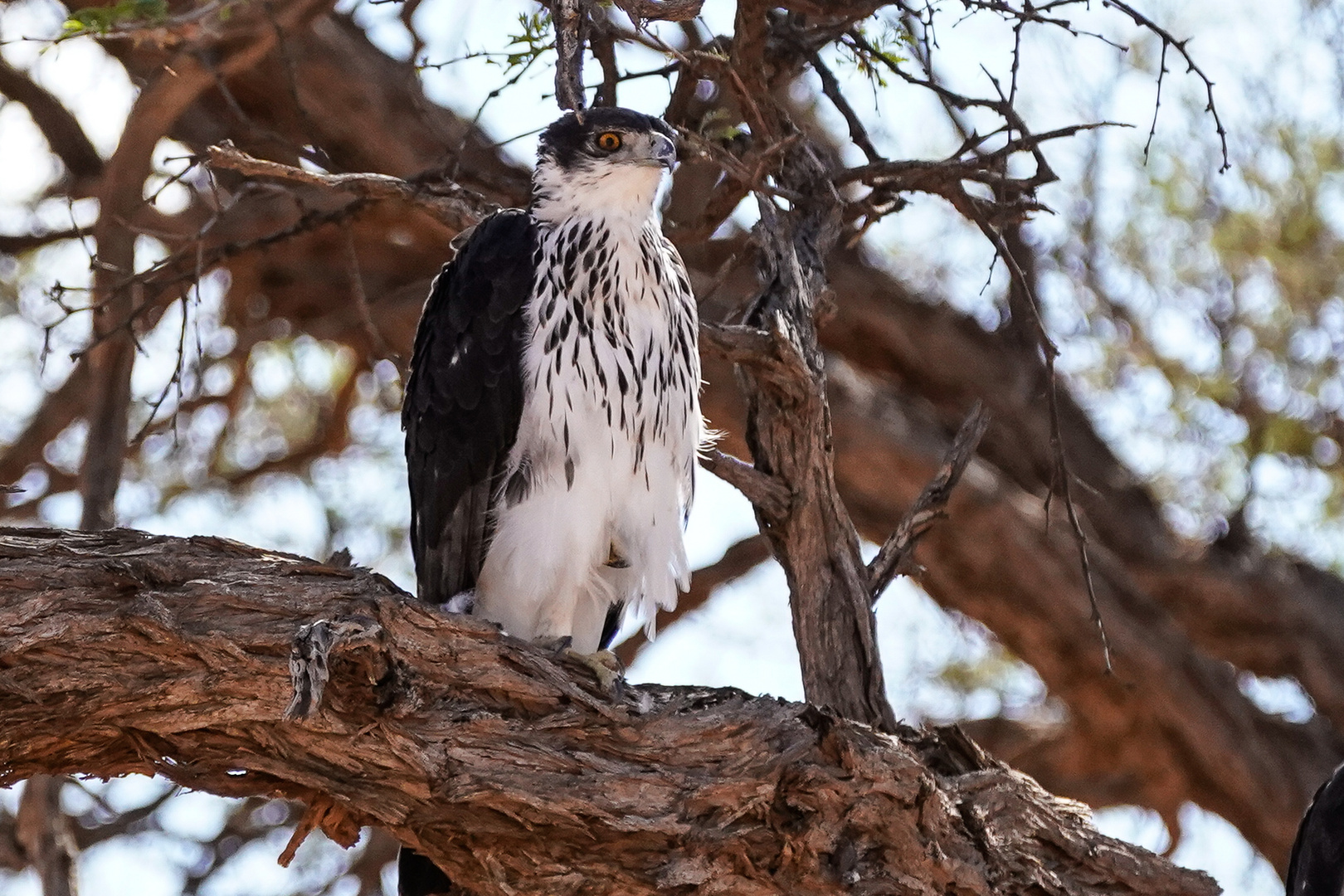 Namibia 2018 Afrikanischer Habichtsadler, Jungtier, auf Grund einer Info von bayucca