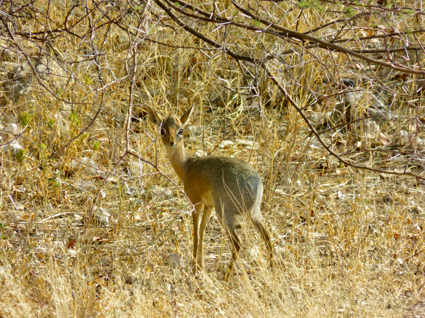 Namibia 2018