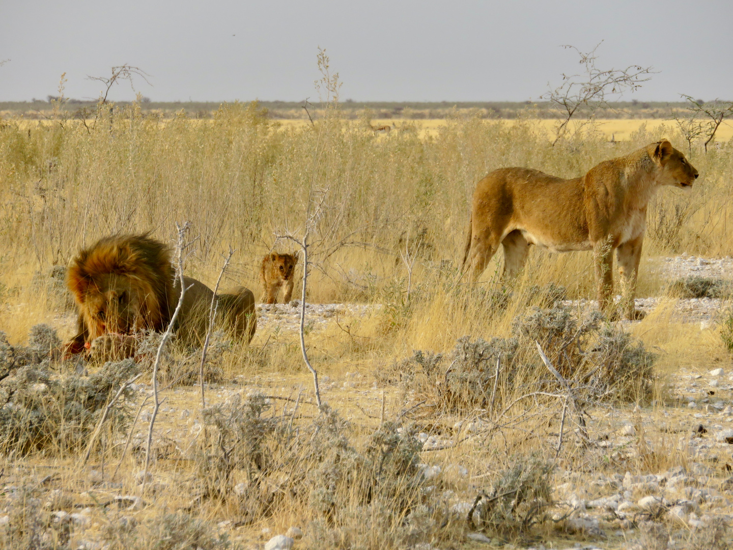 Namibia 2018