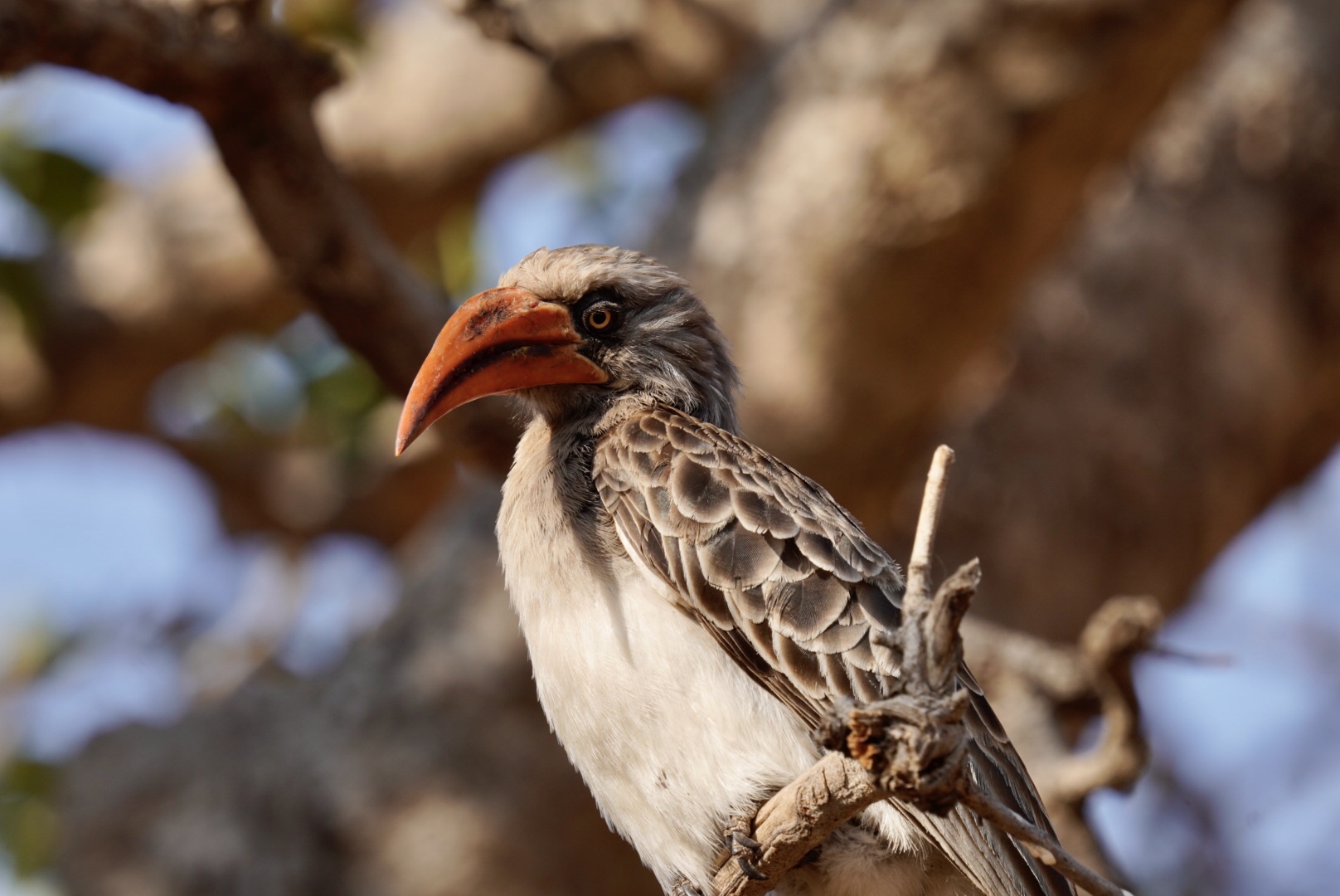 Namibia 2022 Foto & Bild Bilder auf