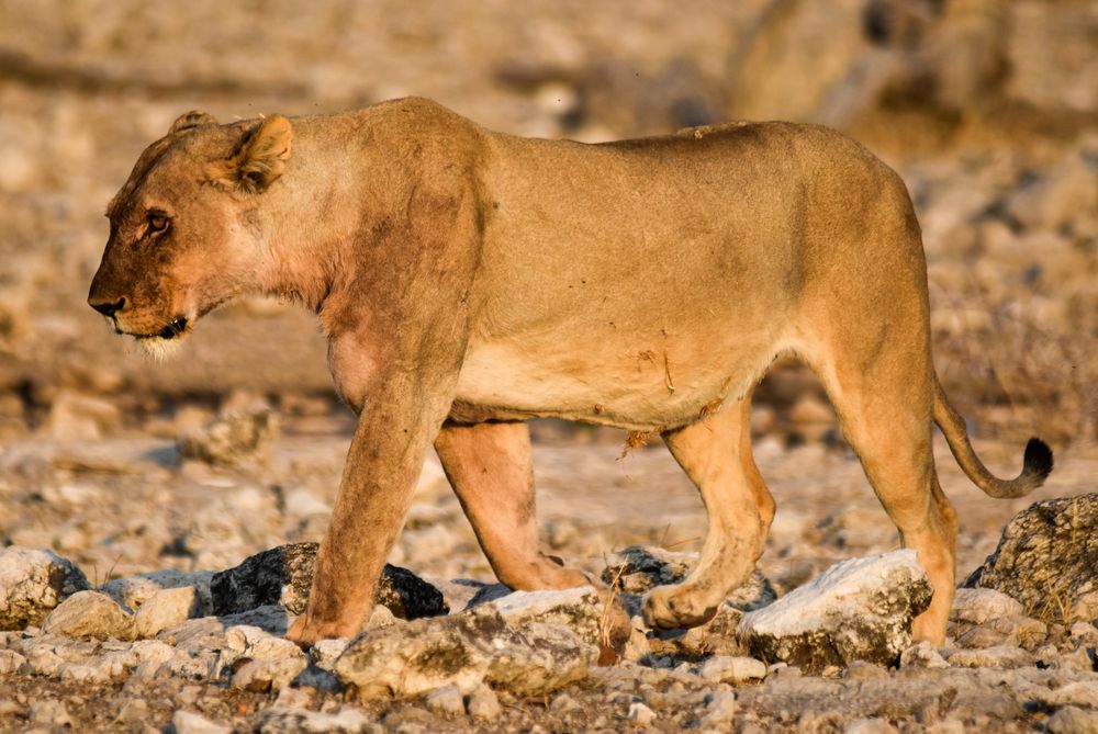 Namibia 21 - Die Chefin