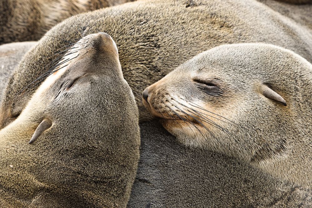 Namibia 23 - Cape Cross Seal Reserve