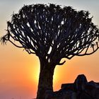 Namibia 27 - Köcherbaum