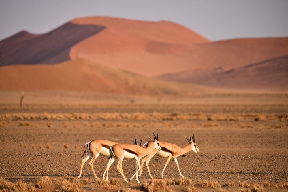 Namibia 28 - Springböcke