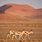 Namibia 28 - Springböcke