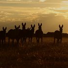 Namibia