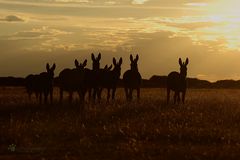 Namibia