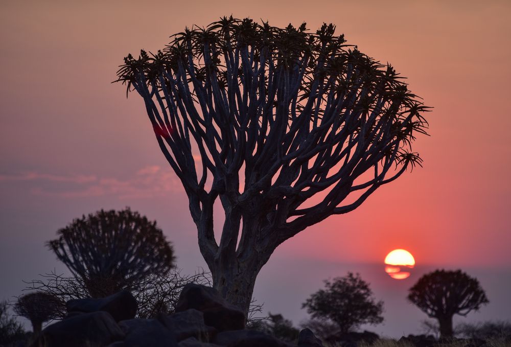 Namibia 3 - Im Köcherbaumwald