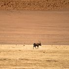 Namibia 30 - Im Vorbeigehen