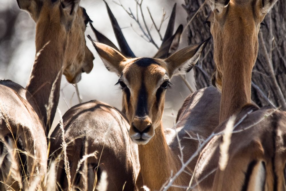 Namibia 33 - Portrait