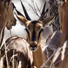 Namibia 33 - Portrait