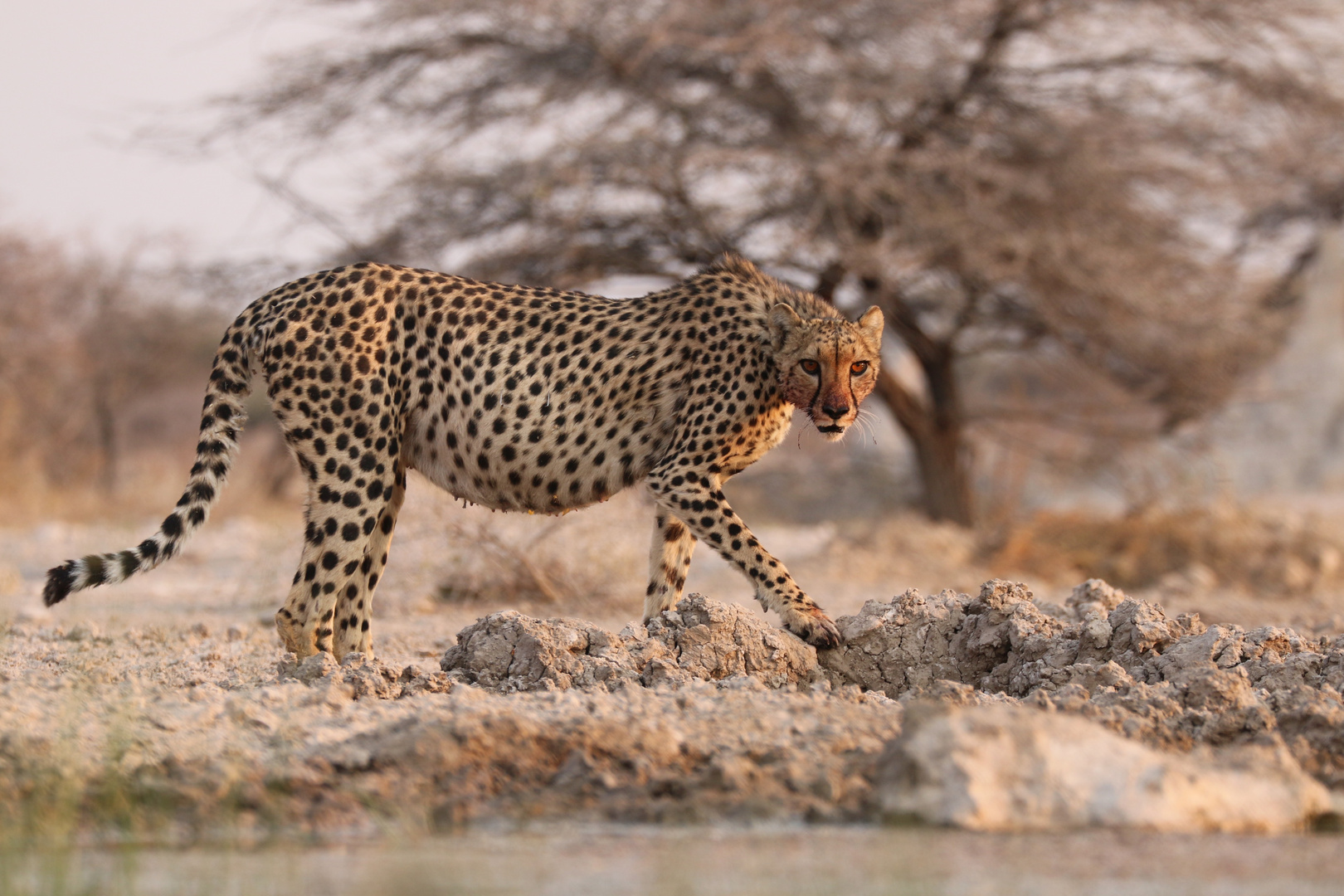 Namibia