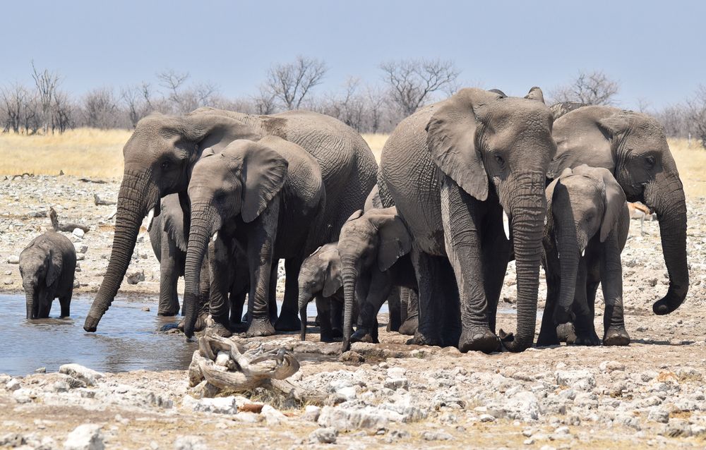 Namibia 40 - Großfamilie