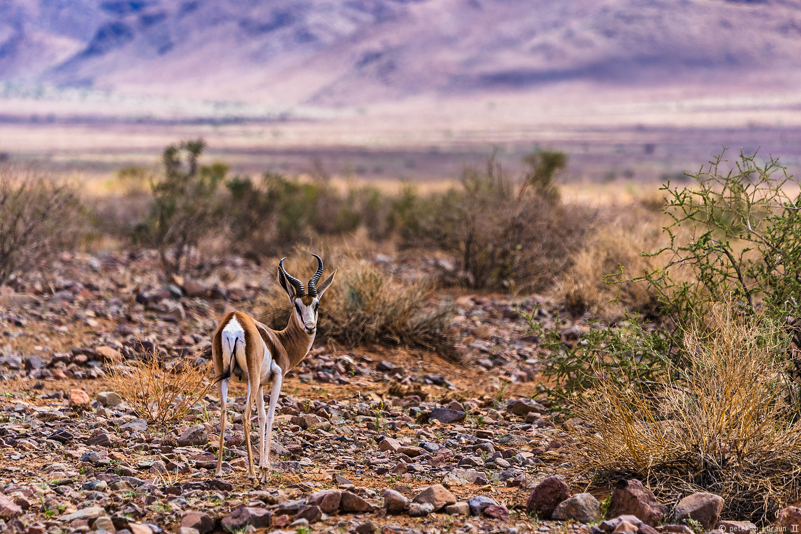 Namibia #41