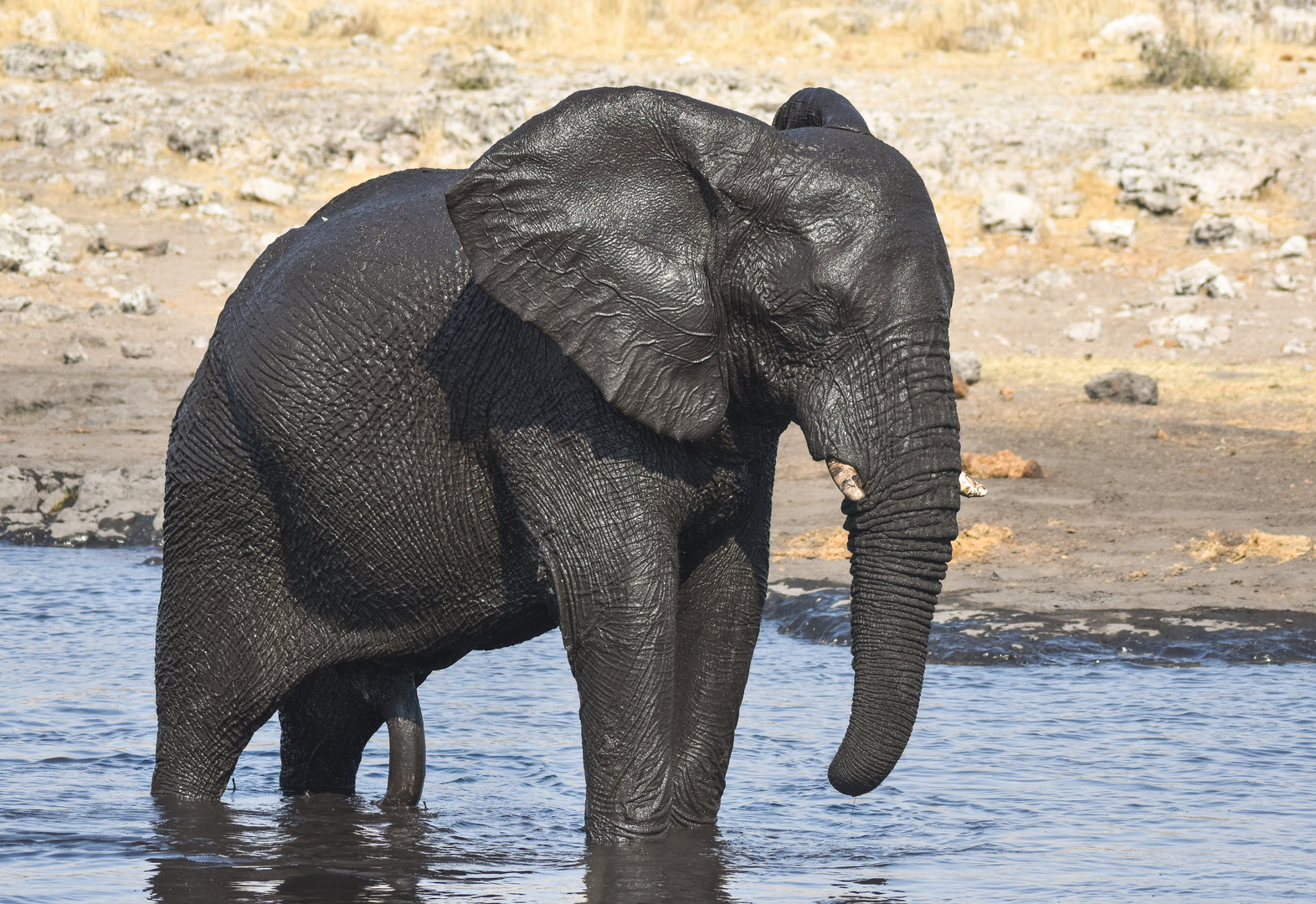 Namibia 45 - Erregungsbad