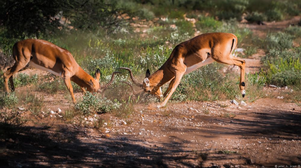 Namibia #49