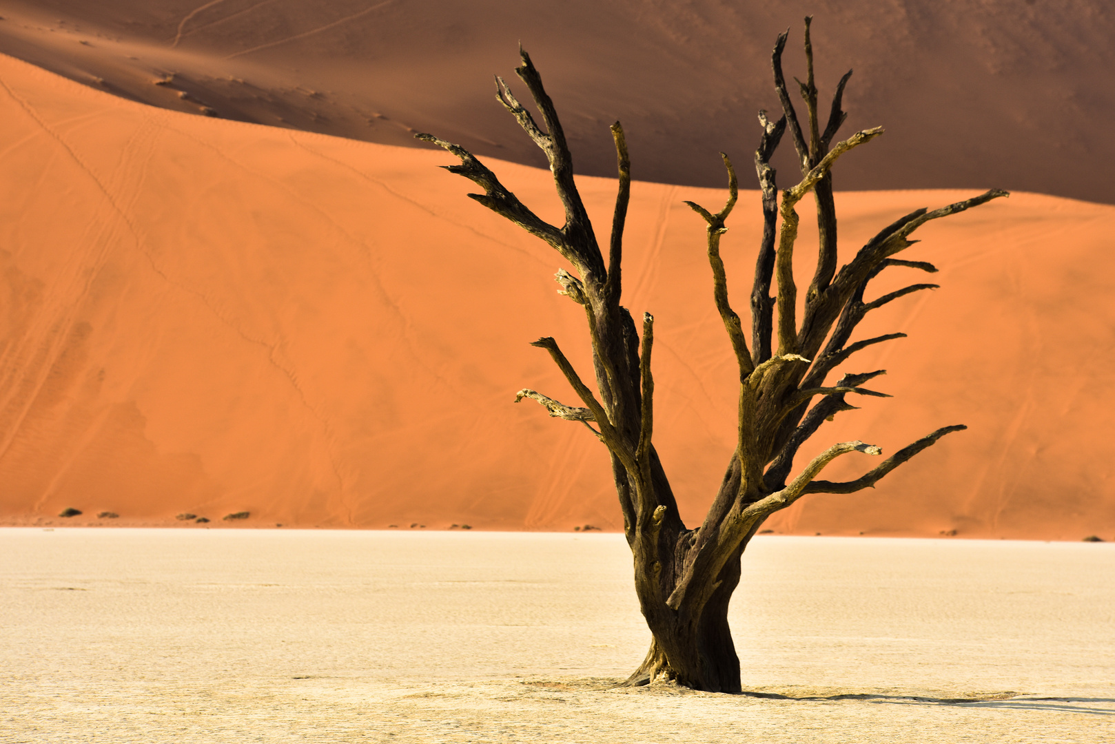 Namibia 54 - Im Dead Vlei