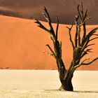 Namibia 54 - Im Dead Vlei