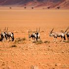 Namibia 55 - Oryx