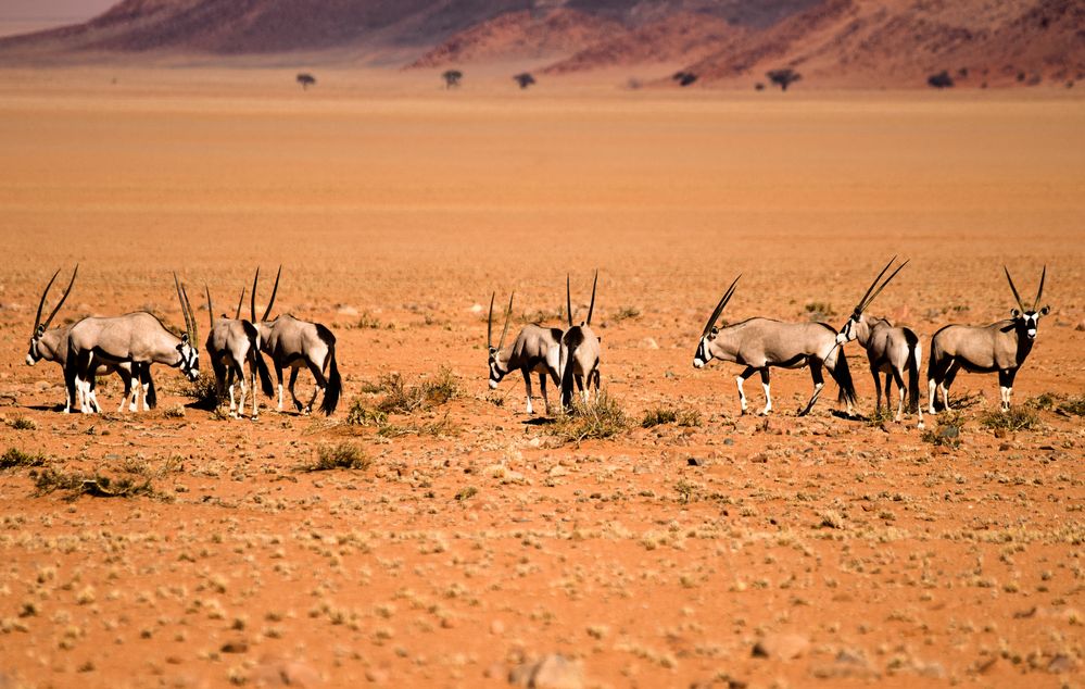 Namibia 55 - Oryx