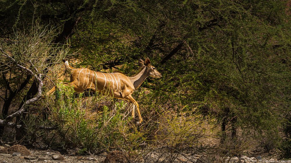 Namibia #56