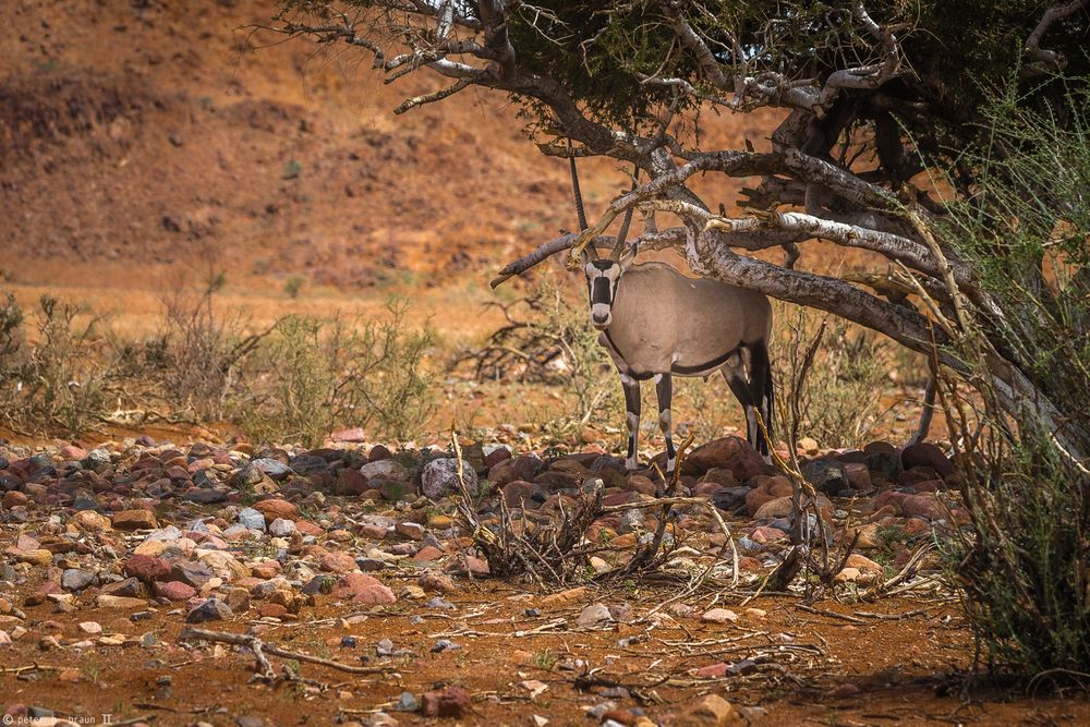 Namibia #58