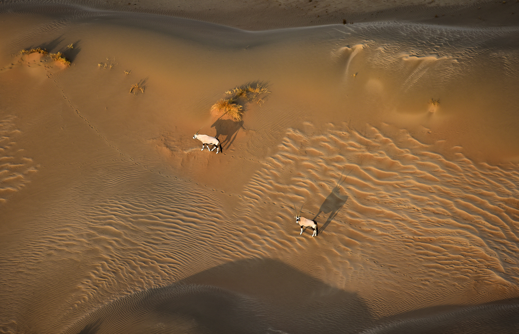 Namibia 6 - Oryx