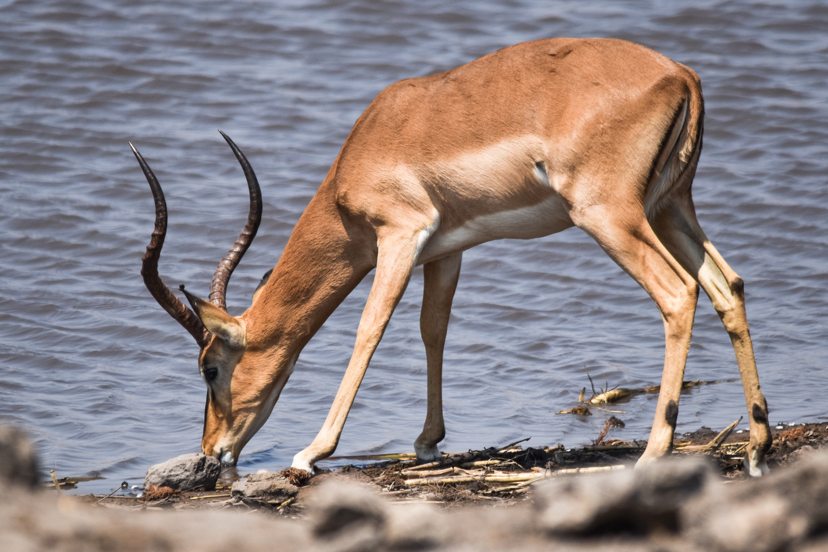 Namibia 61 - Impala