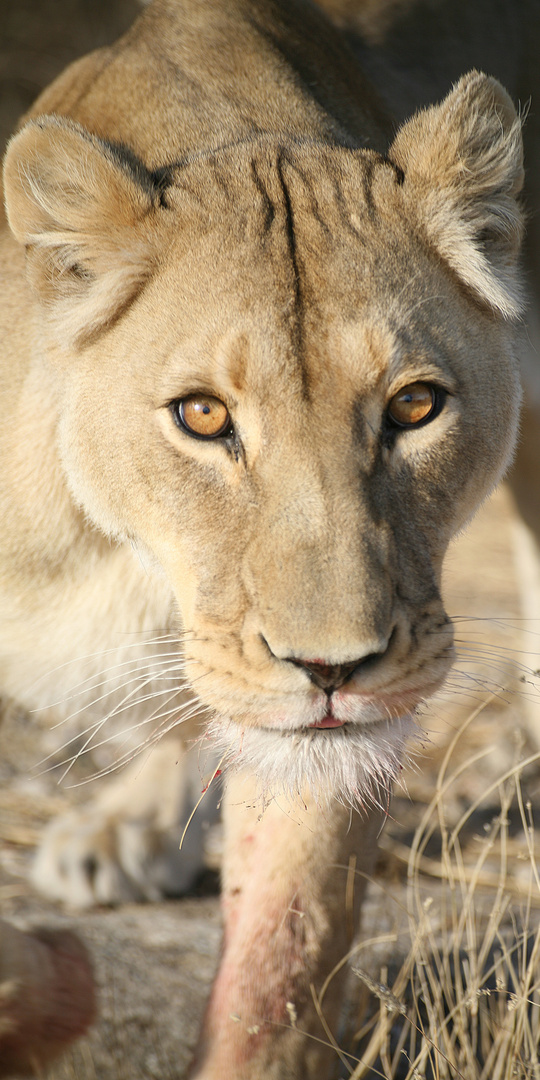 Namibia 7