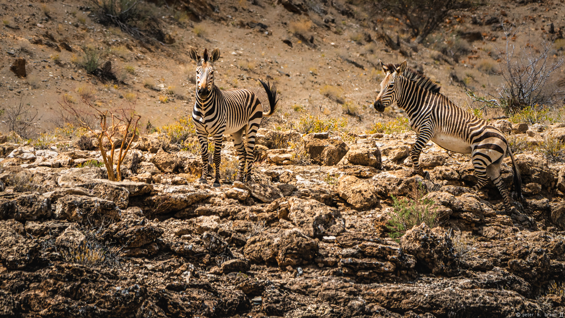 Namibia #71