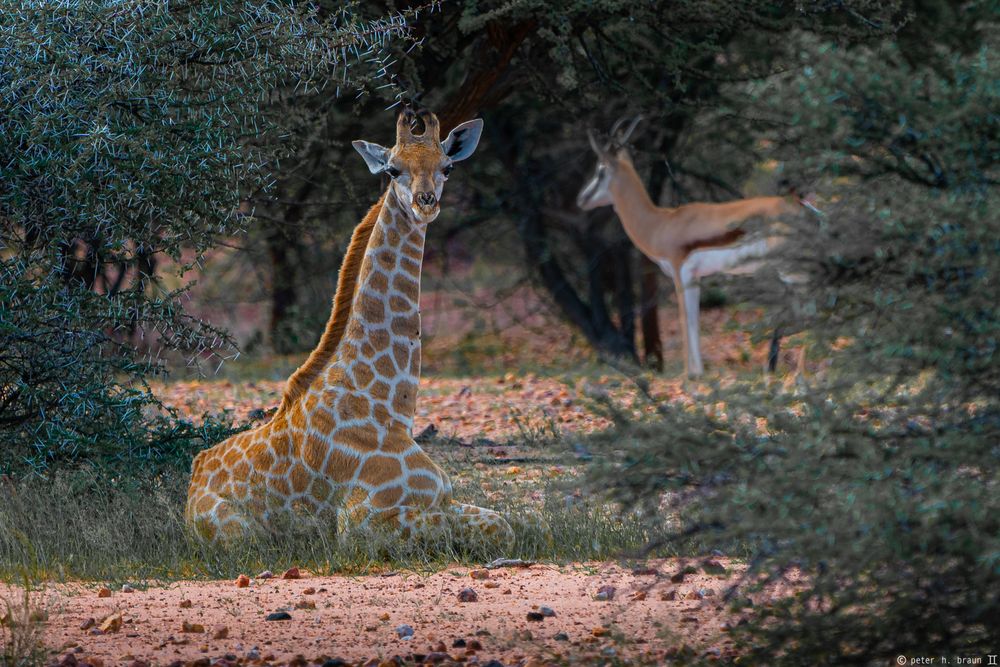 Namibia #74