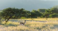 Namibia #76