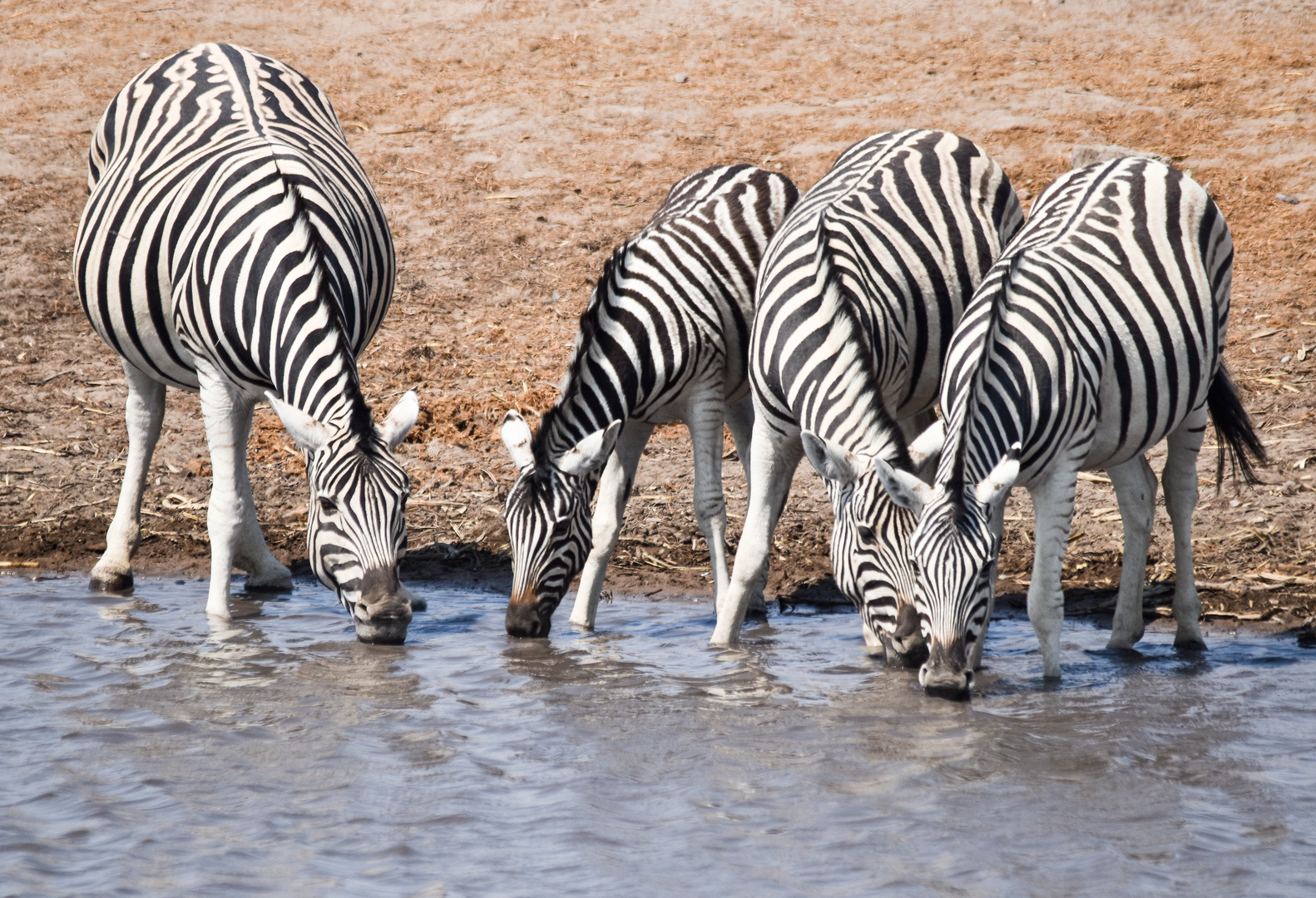 Namibia 8 - Am Wasserloch