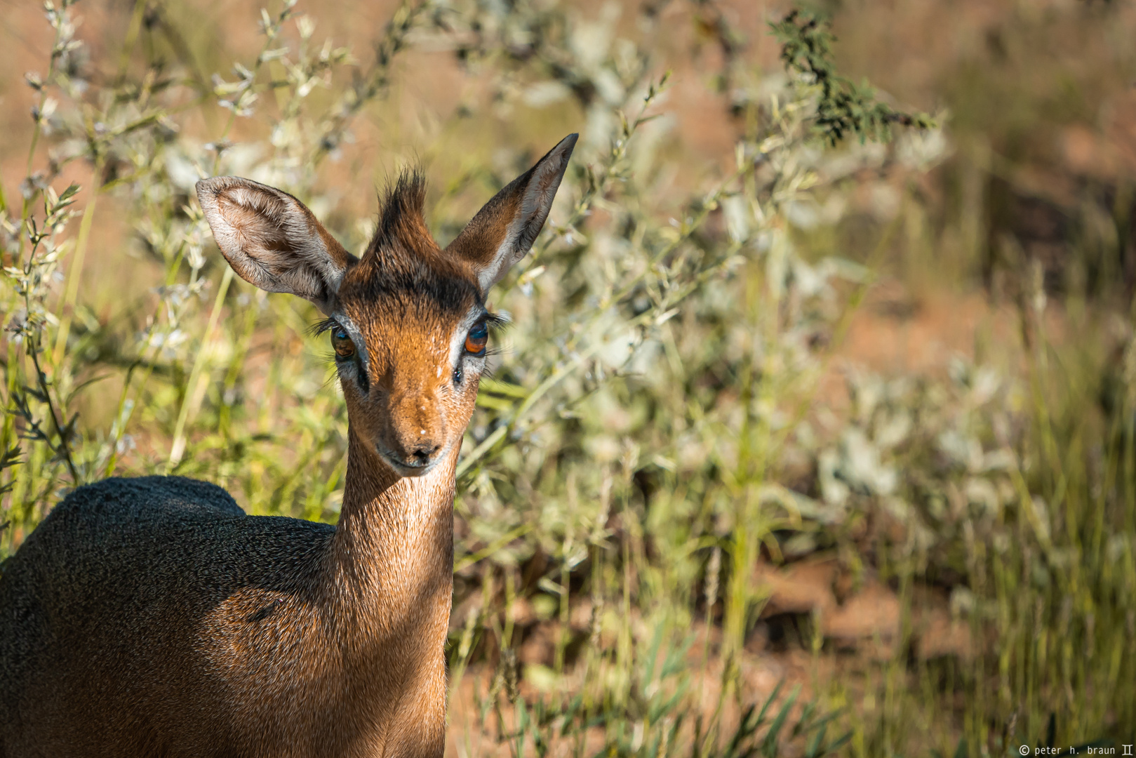 Namibia #80