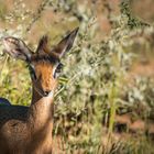 Namibia #80