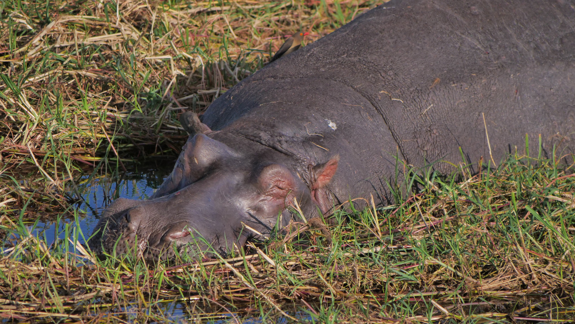 Namibia- - 82