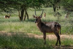 Namibia #90