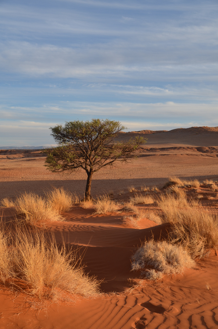 Namibia - Abendstimmung in der Namib (November 2016)