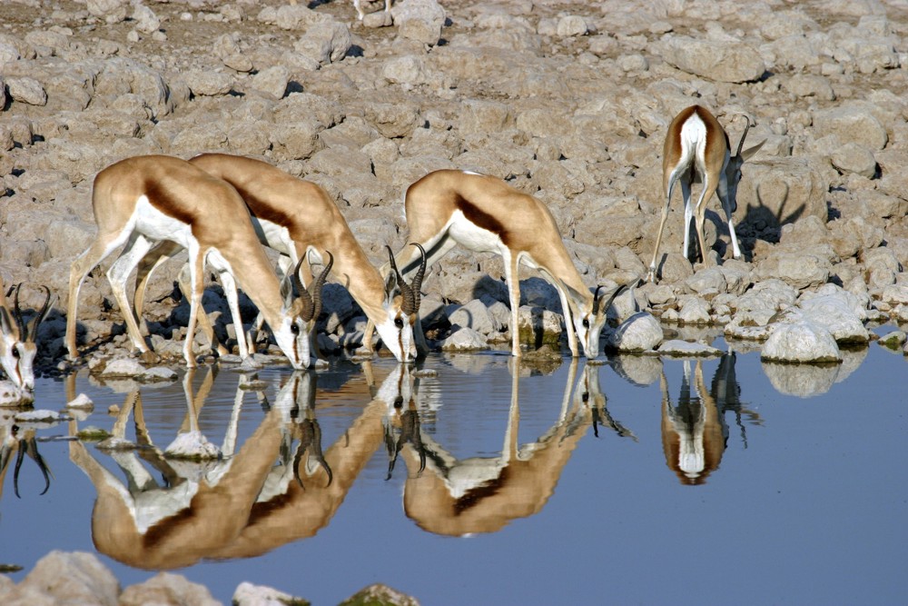 Namibia - am Wasserloch