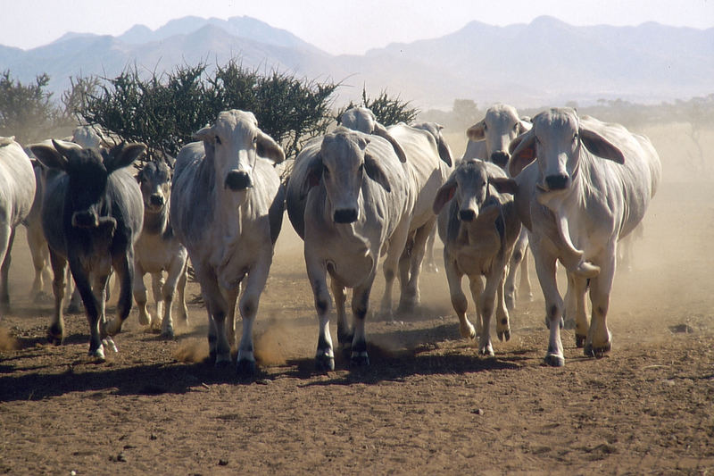 Namibia: Aus dem Weg! Viehherde unterwegs!