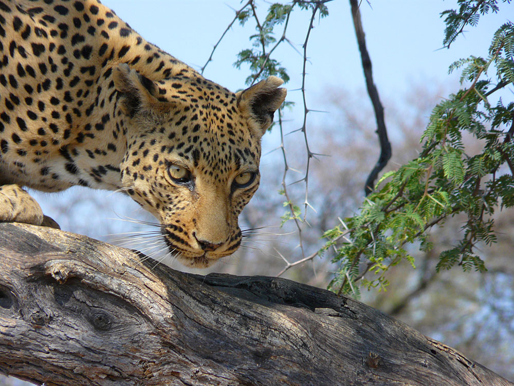 Namibia