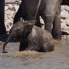 Namibia Baby Elefant Etocha Nationalpark