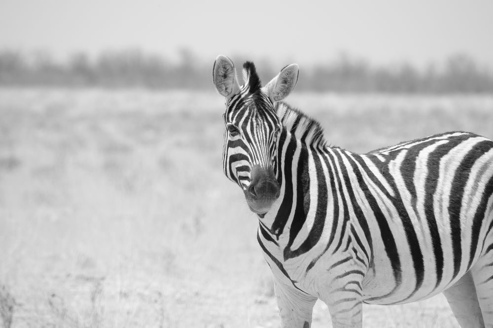 Namibia 