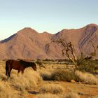 Namibia - Begegnung am Morgen