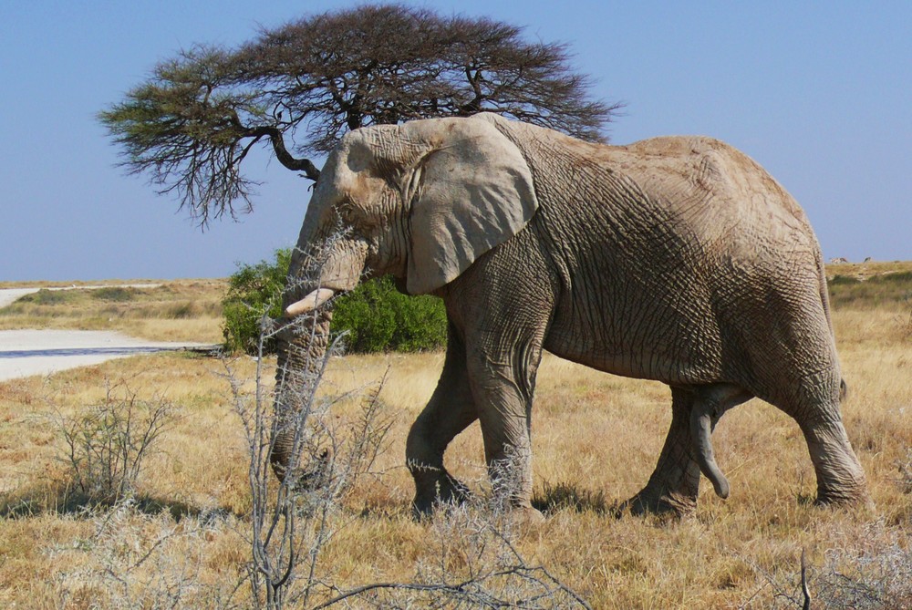 Namibia - Begegnung mit Elefanten im Ethosha Nationalpark